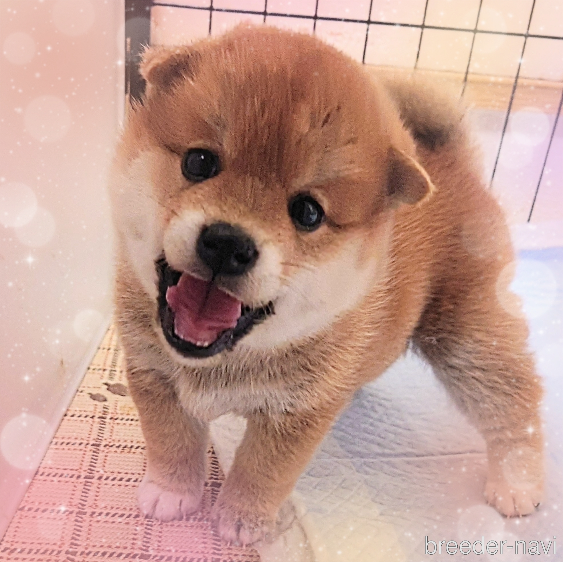 前田ブリーダー