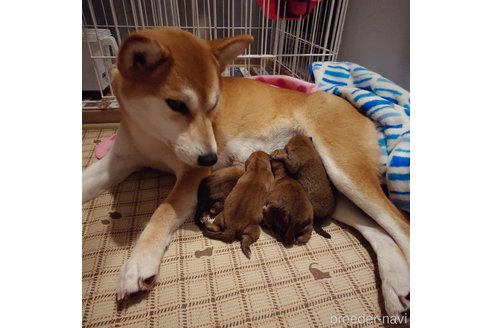 前田早苗ブリーダーの詳細