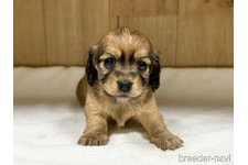 ♀︎カニンヘンダックスフンド(ロングヘアード)