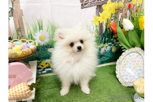 魅力の 白ポメ（白のポメラニアン）の子犬を探す（66ページ目 その他
