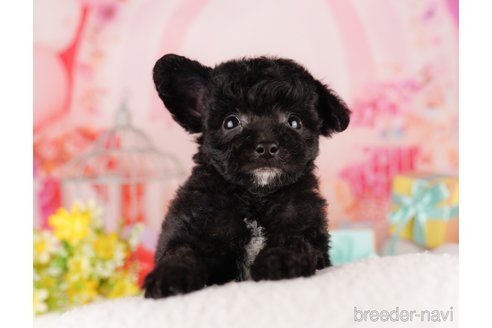 東京都のチワプー:チワワ×トイプードル｜男の子・2024/01/15