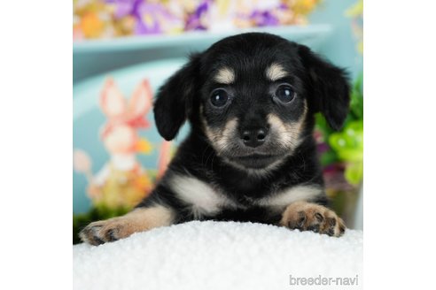 千葉犬 千葉県のチワックス:チワワ×ミニチュアダックスフンド｜女の子
