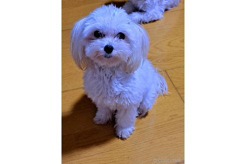 販売中のマルチーズの親犬