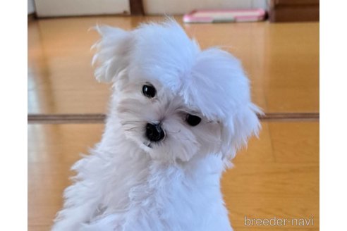 販売中のマルチーズの親犬