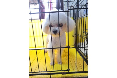 販売中のマルチーズの親犬