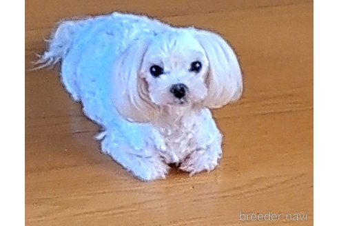販売中のマルチーズの親犬