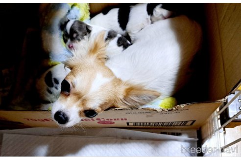 販売中のチワワ(ロングコート)の親犬