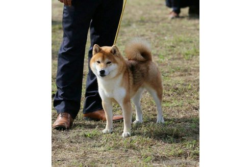 堀江克典ブリーダーの詳細の1枚目