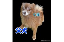 父親犬