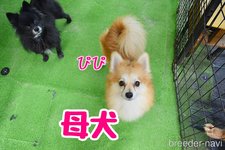 母親犬