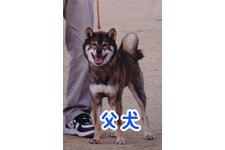 父親犬