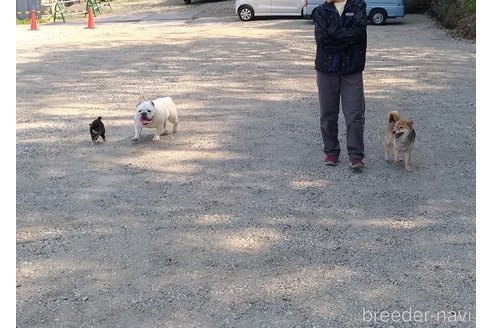 出海宏平ブリーダーの詳細