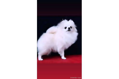 村上由佳ブリーダーの詳細