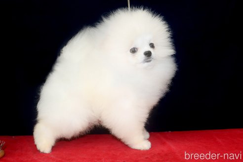 村上由佳ブリーダーの詳細