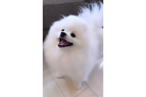 村上由佳ブリーダーの詳細