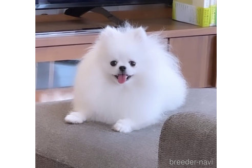 村上由佳ブリーダーの詳細