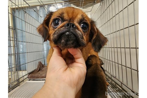 販売中のプチブラバンソンの親犬