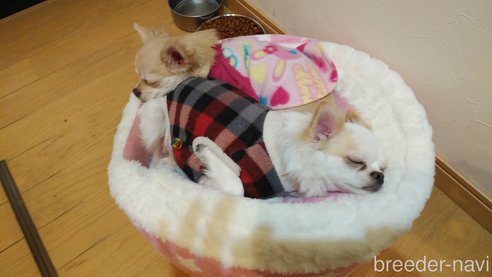 松葉広光ブリーダーの詳細の1枚目