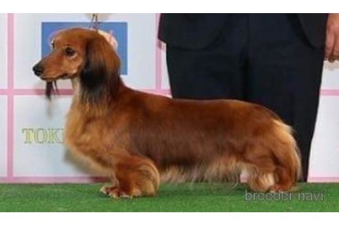 販売中のミニチュアダックスフンド(ロングヘアード)の親犬