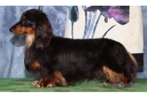 販売中のカニンヘンダックスフンド(ロングヘアード)の親犬
