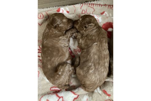 生城義文ブリーダーの詳細