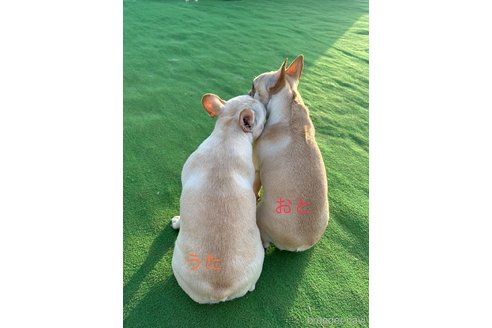 萩原典子ブリーダーの詳細の1枚目