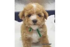 ♀︎マルプー:マルチーズ×トイプードル