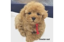 ♀︎マルプー:マルチーズ×トイプードル