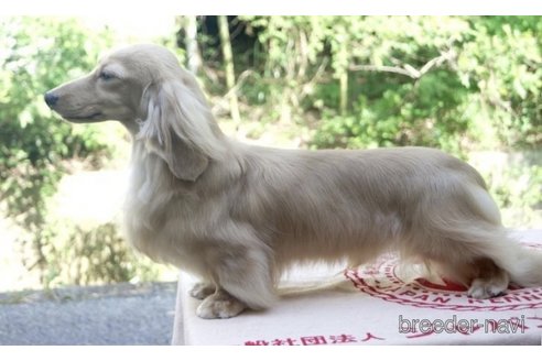 販売中のミニチュアダックスフンド(ロングヘアード)の親犬