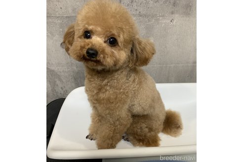 臼田ひふみブリーダーの詳細