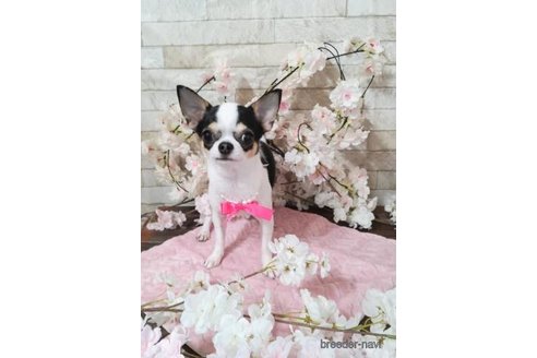 販売中のチワワ(スムースコート)の親犬