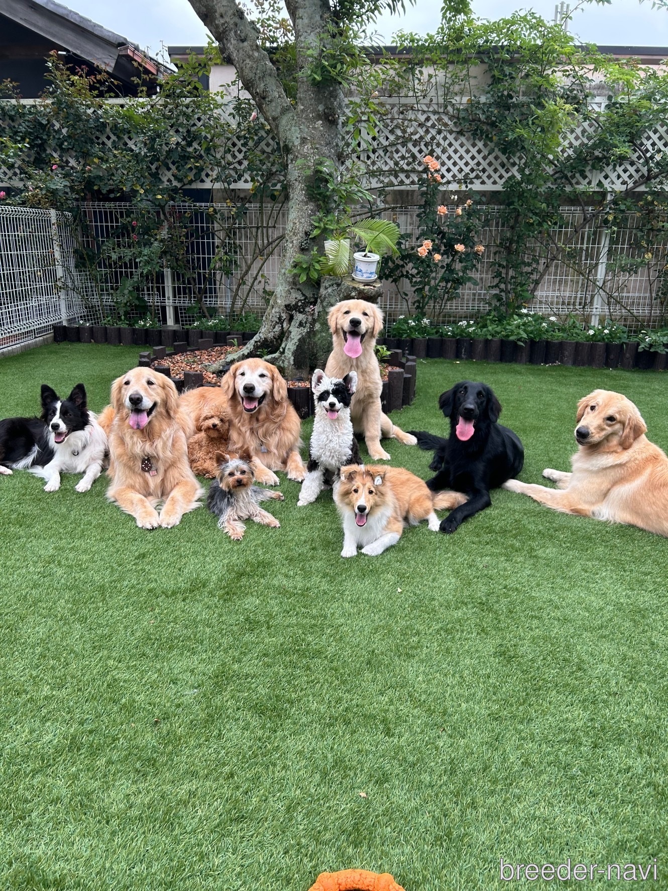 米村ブリーダー