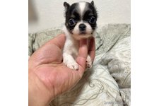 ♀︎チワワ(ロングコート)