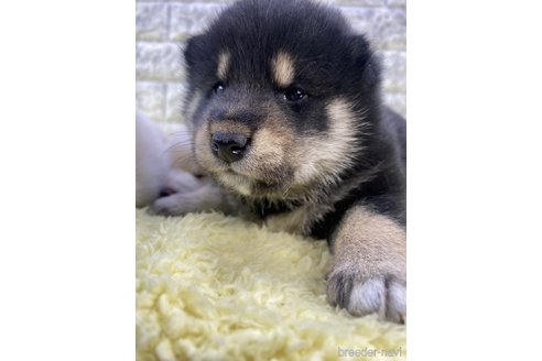 茨城県の柴犬｜男の子・2024/02/24生まれ・黒色（子犬ID：300516