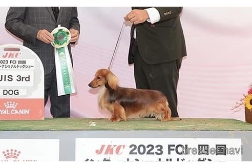 販売中のミニチュアダックスフンド(ロングヘアード)の親犬