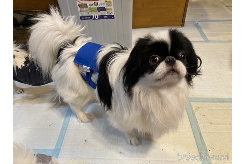 販売中の狆 (チン)の親犬