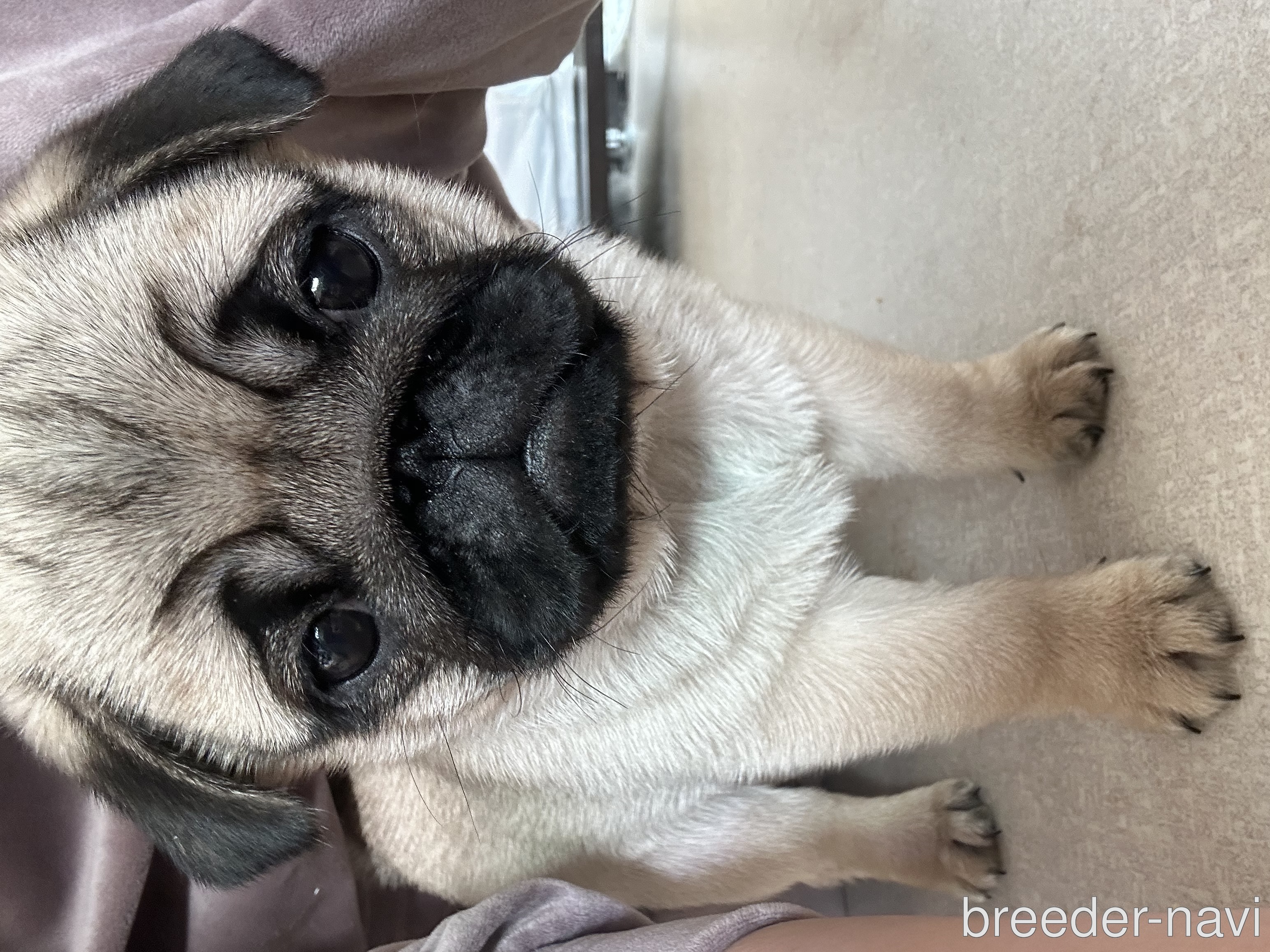 平間ブリーダー