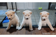 藤崎 秀徳ブリーダー