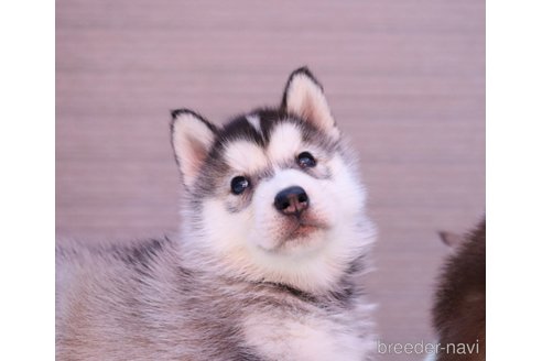 Amazon.co.jp: シベリアンハスキー 大量セット 写真 並み 子犬