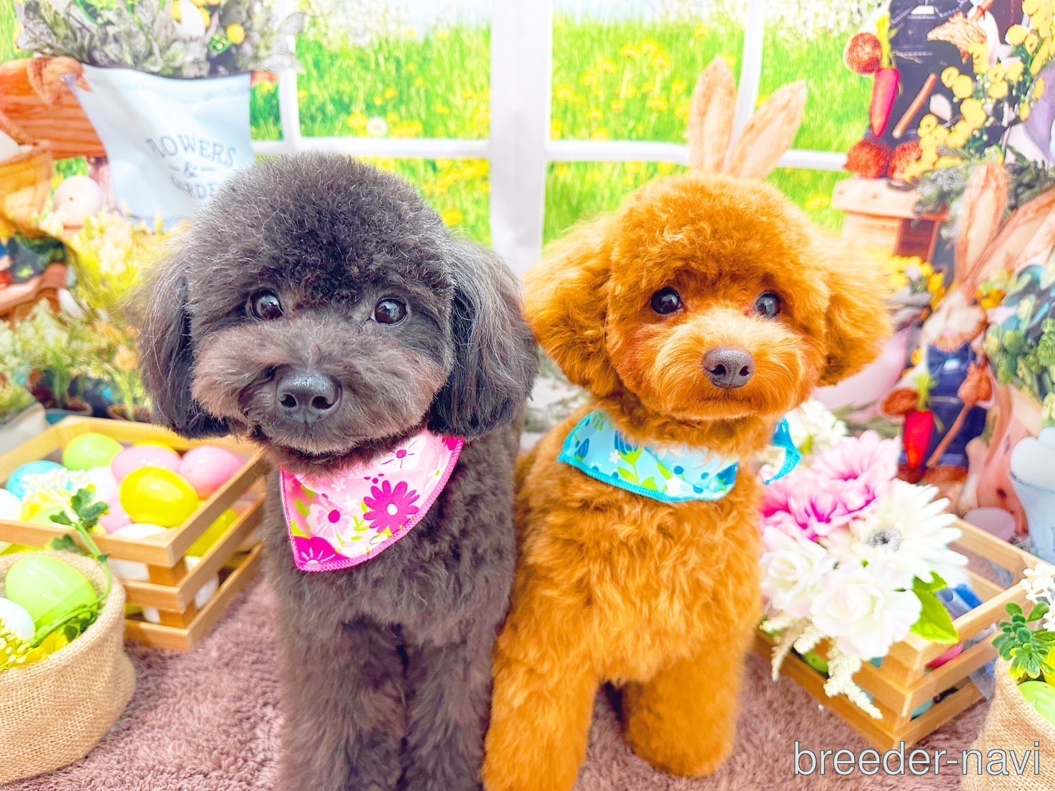 前山ブリーダー