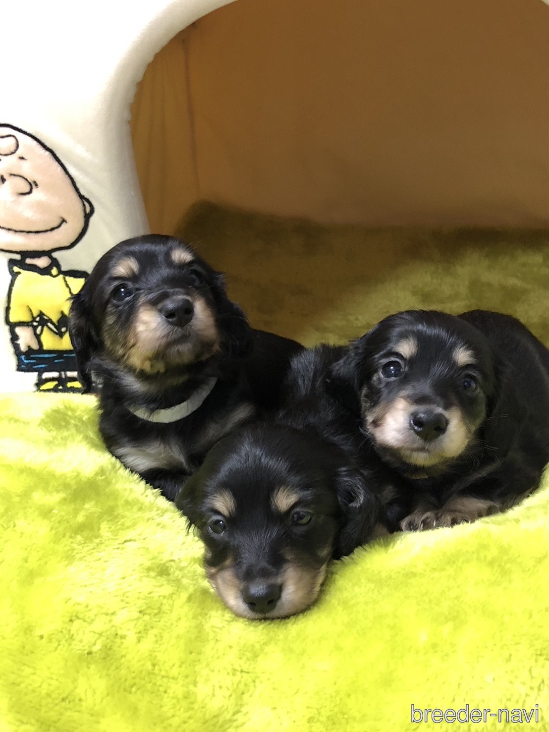 塚田ブリーダー