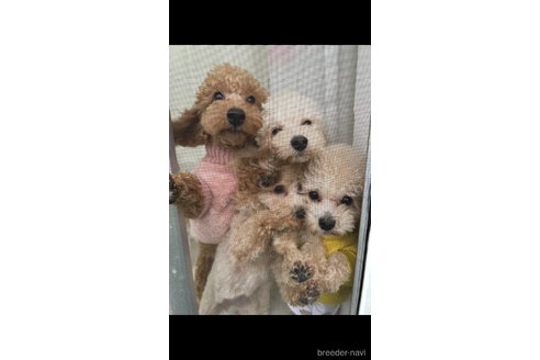 諸石佳代ブリーダーの詳細