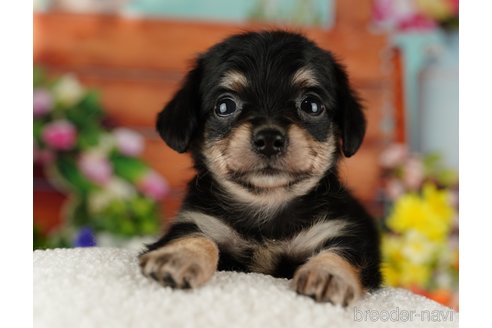 ブラック＆タンのチワワの子犬を探す｜ブリーダー直販の子犬販売