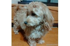 ♀︎マルプー:マルチーズ×トイプードル