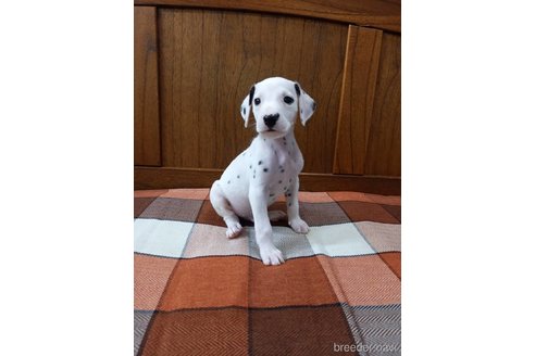 Golden Retriever Dalmatian Cross Puppies For Sale Golden Retriever