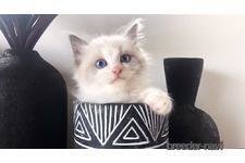 大谷茵ブリーダー