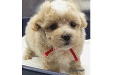 ♀︎マルプー:マルチーズ×トイプードル