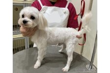 父親犬