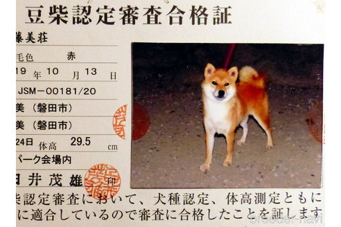 販売中の豆柴の親犬