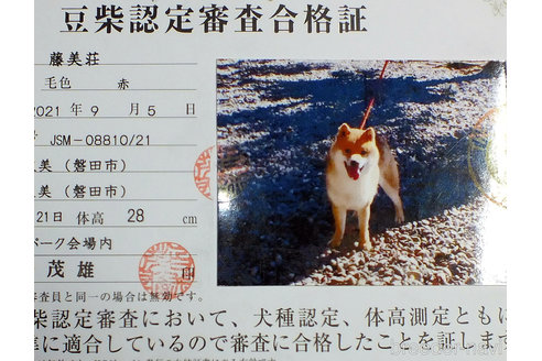 販売中の豆柴の親犬